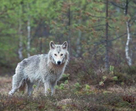 Animal Spirit Medicine